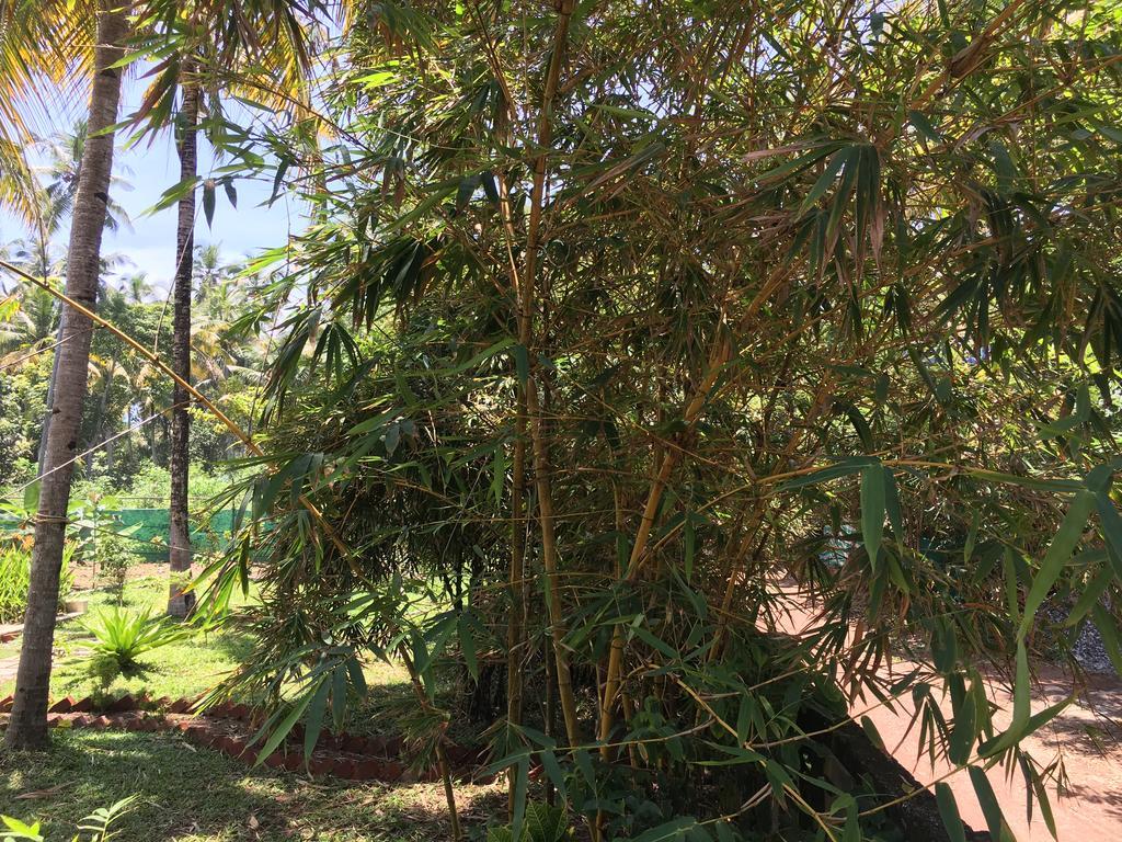 Divine Bliss Beach Resort Varkala Exterior photo
